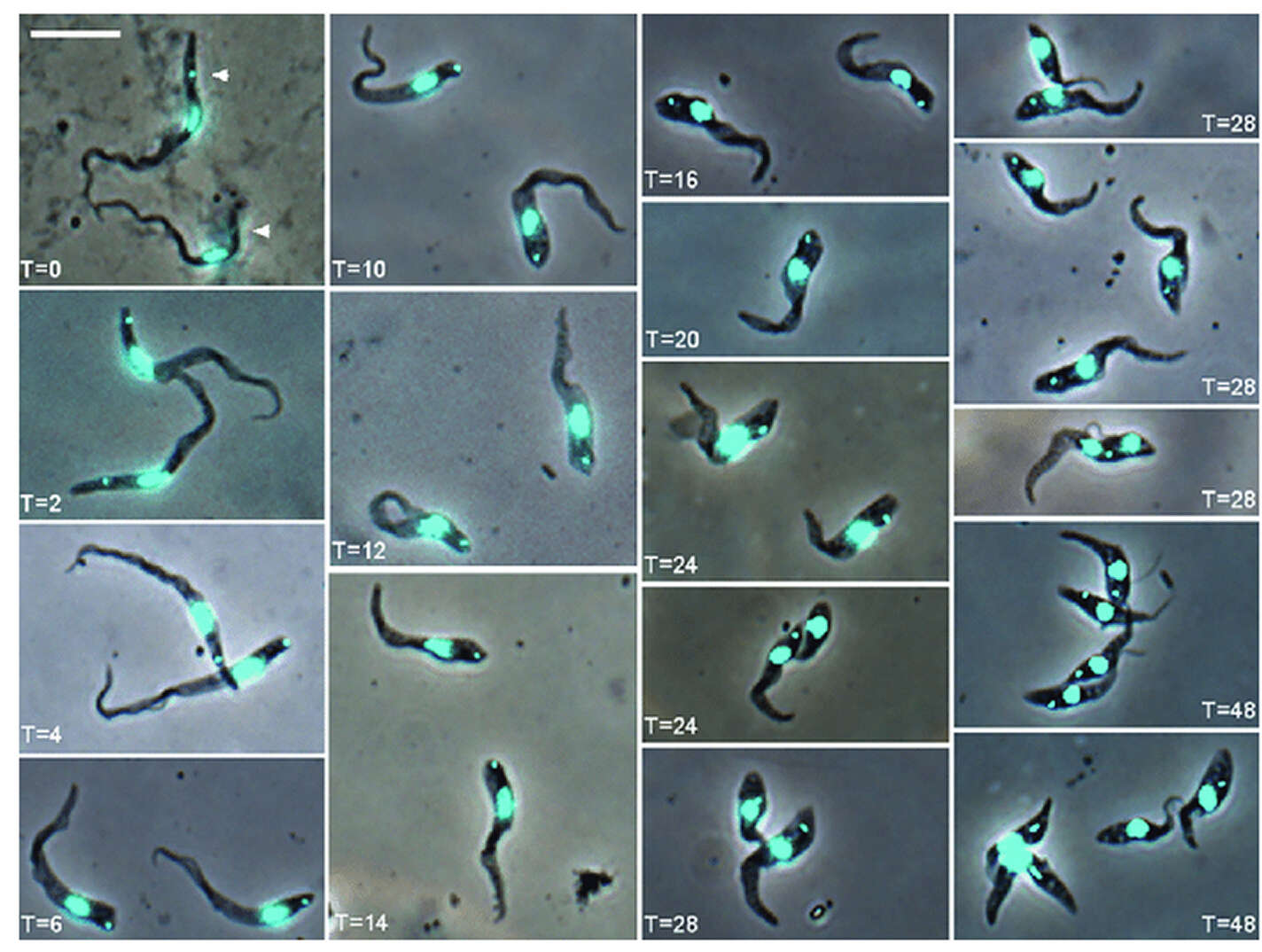 Imagem de Trypanosoma subgen. Nannomonas