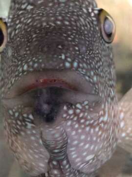 Image of Rio Grande Cichlid