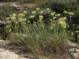 Image of parsnipflower buckwheat