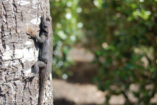 Image of Eastern Fence Lizard