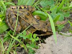 Image of Common frog