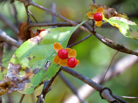 Image of Oriental bittersweet