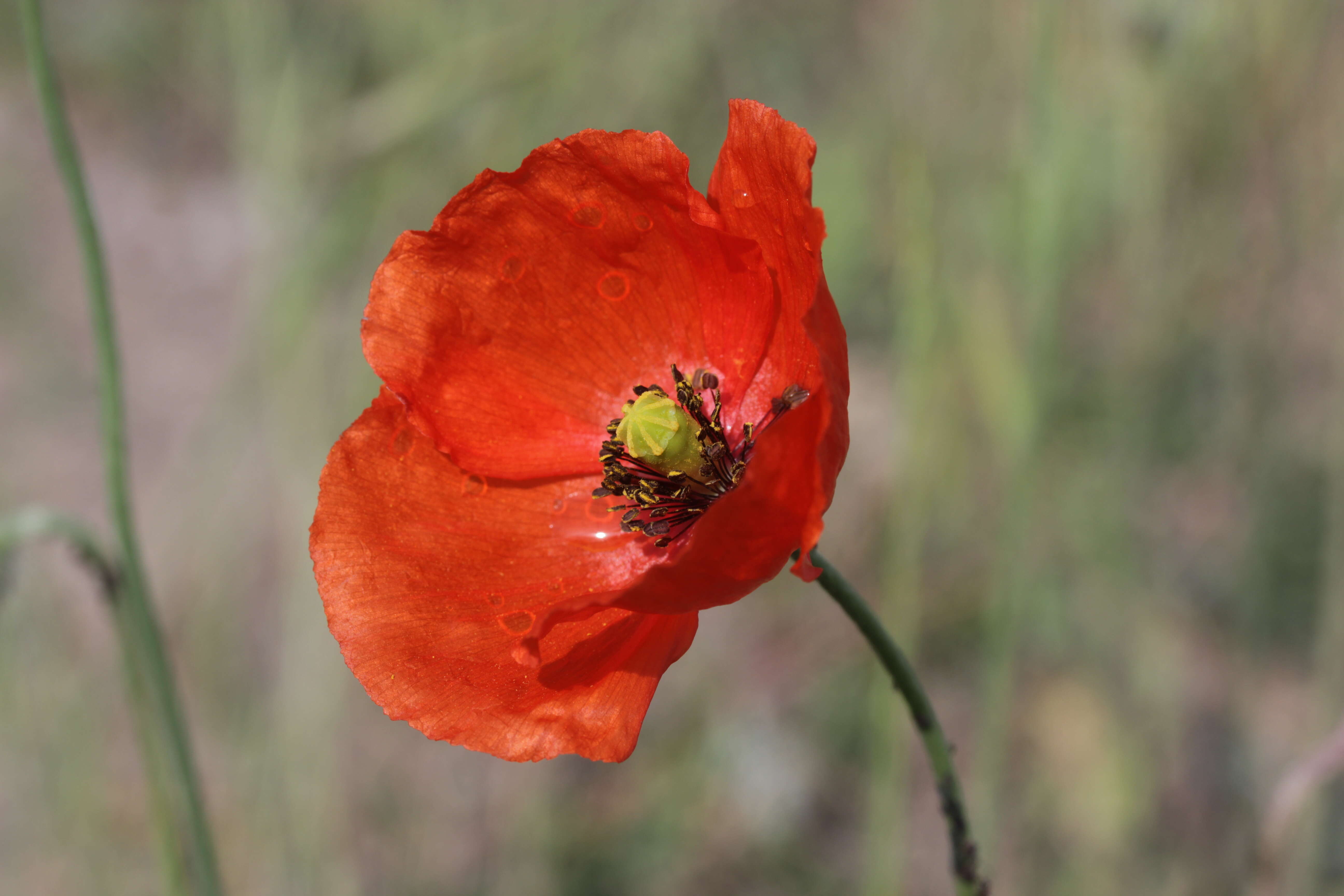 Image of Long-headed Poppy