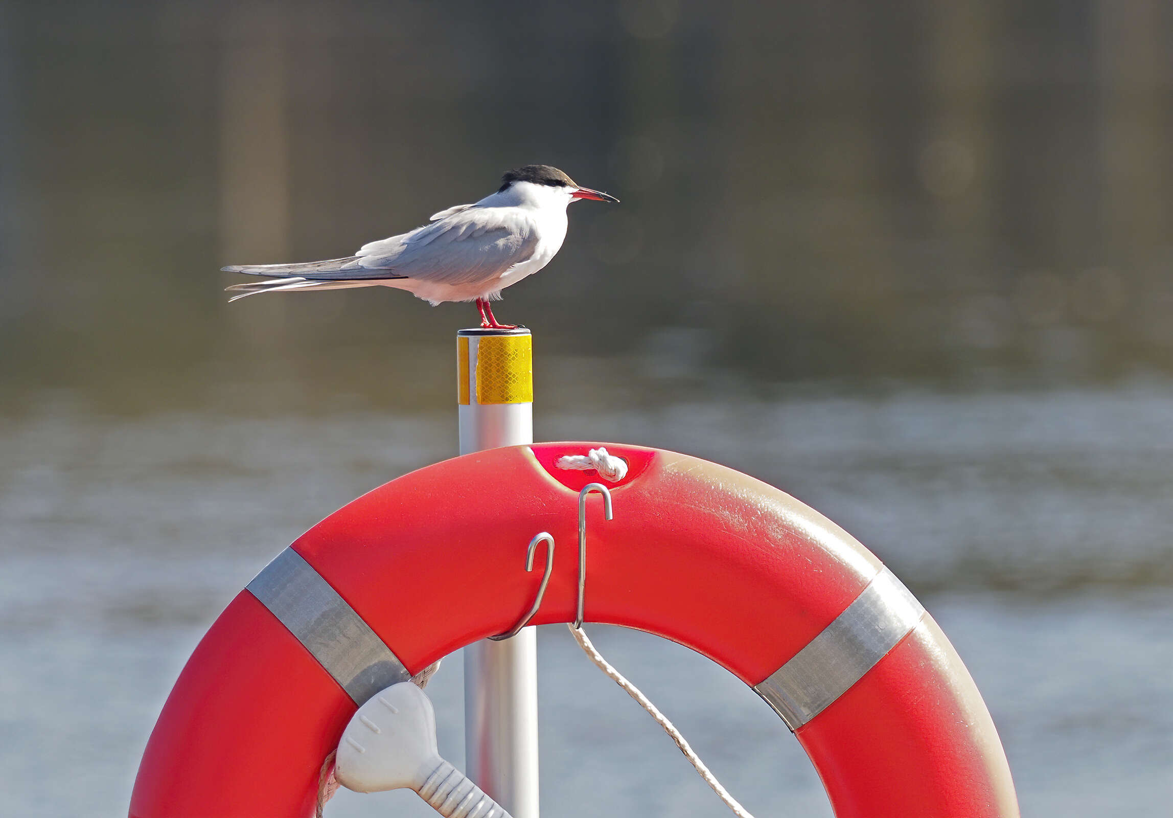 Image of Common Tern