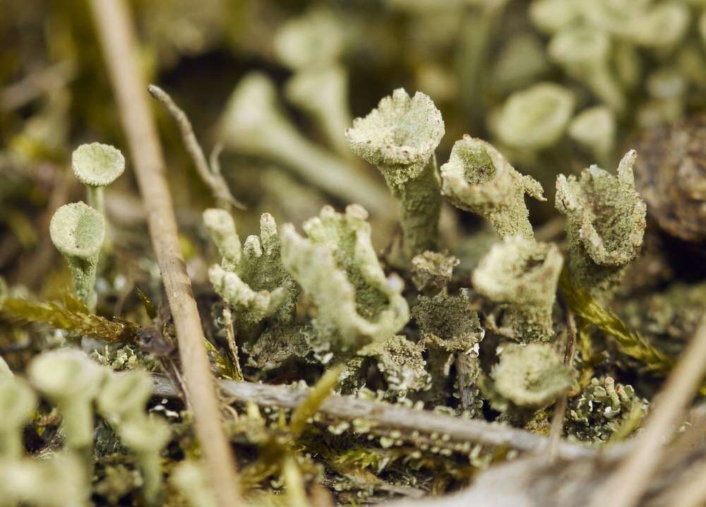 Image of cup lichen