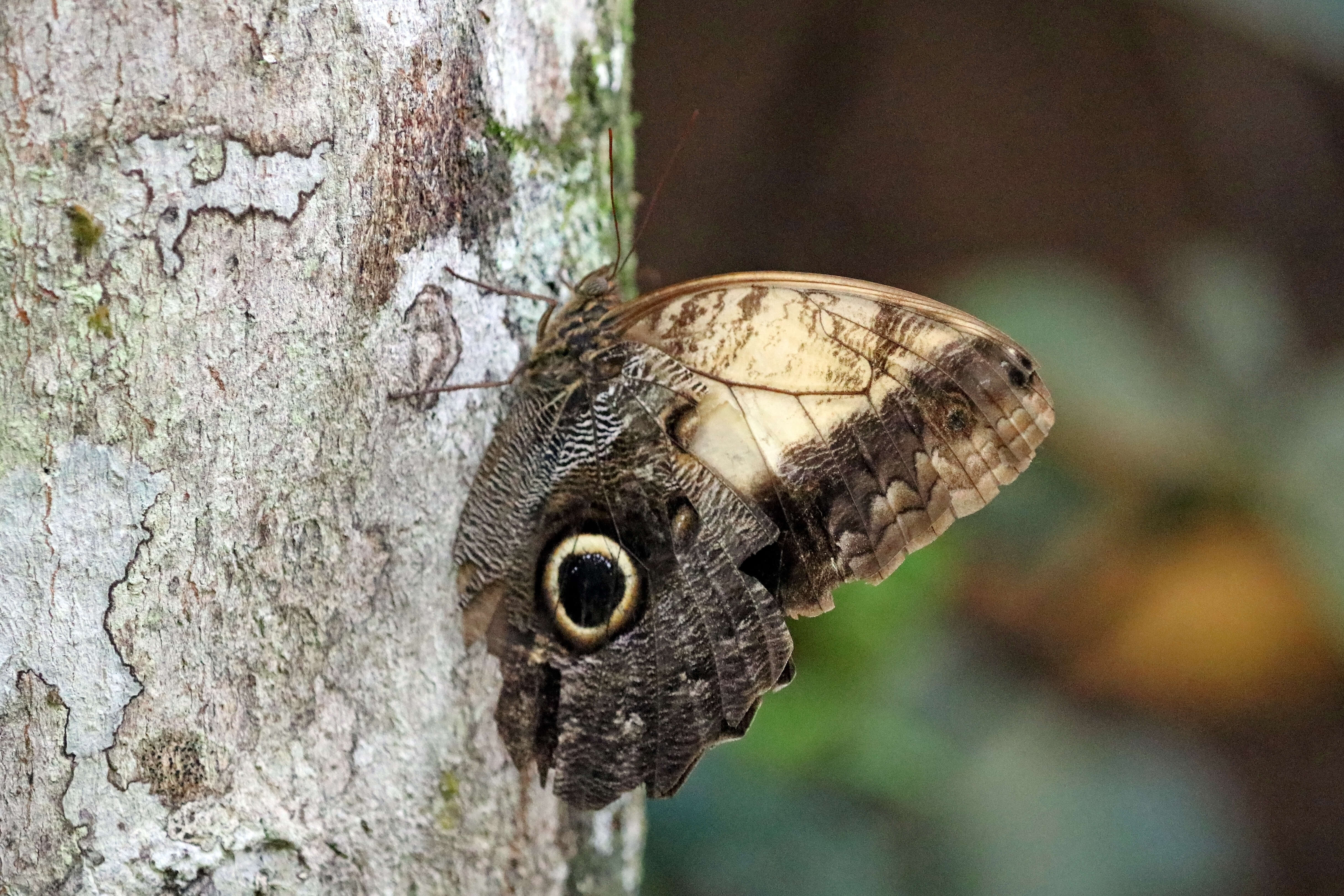 Image of Caligo telamonius