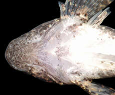 Imagem de Cottus caeruleomentum Kinziger, Raesly & Neely 2000