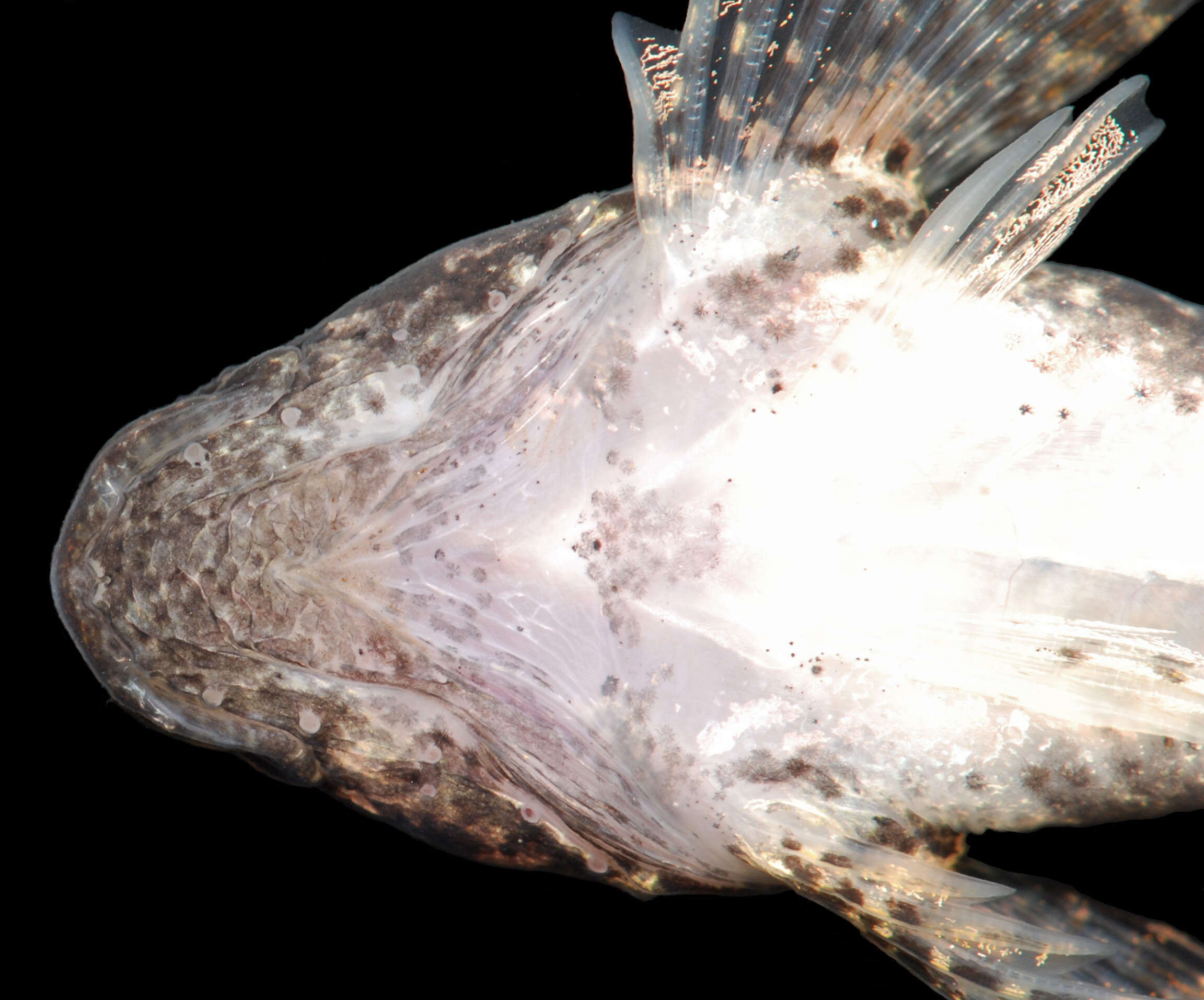 Imagem de Cottus caeruleomentum Kinziger, Raesly & Neely 2000