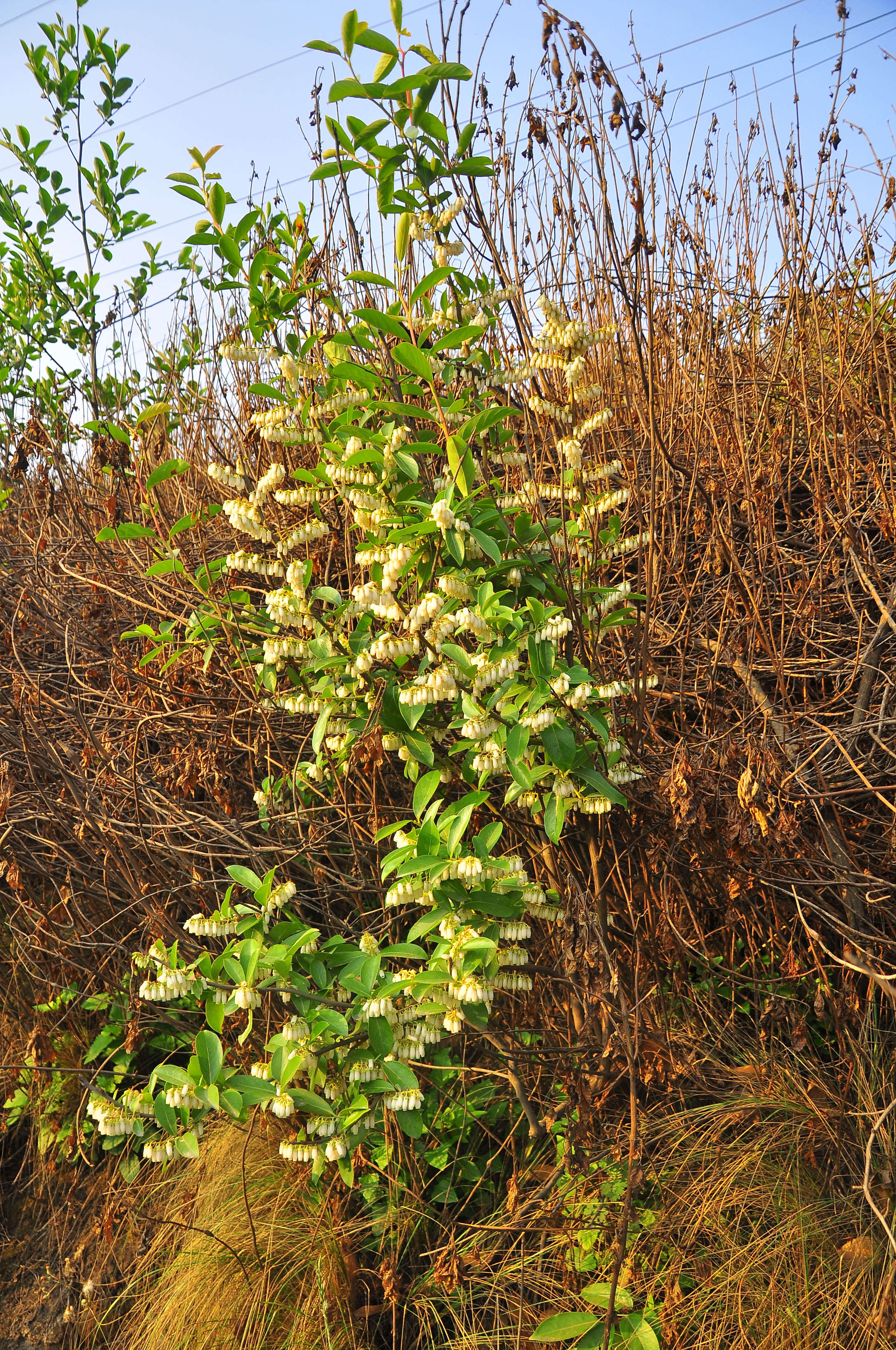 Image of sea bilberry