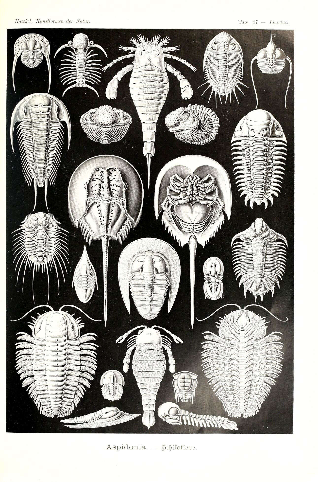 Image of Merostomes