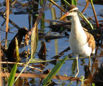 Image of Wattled Jacana