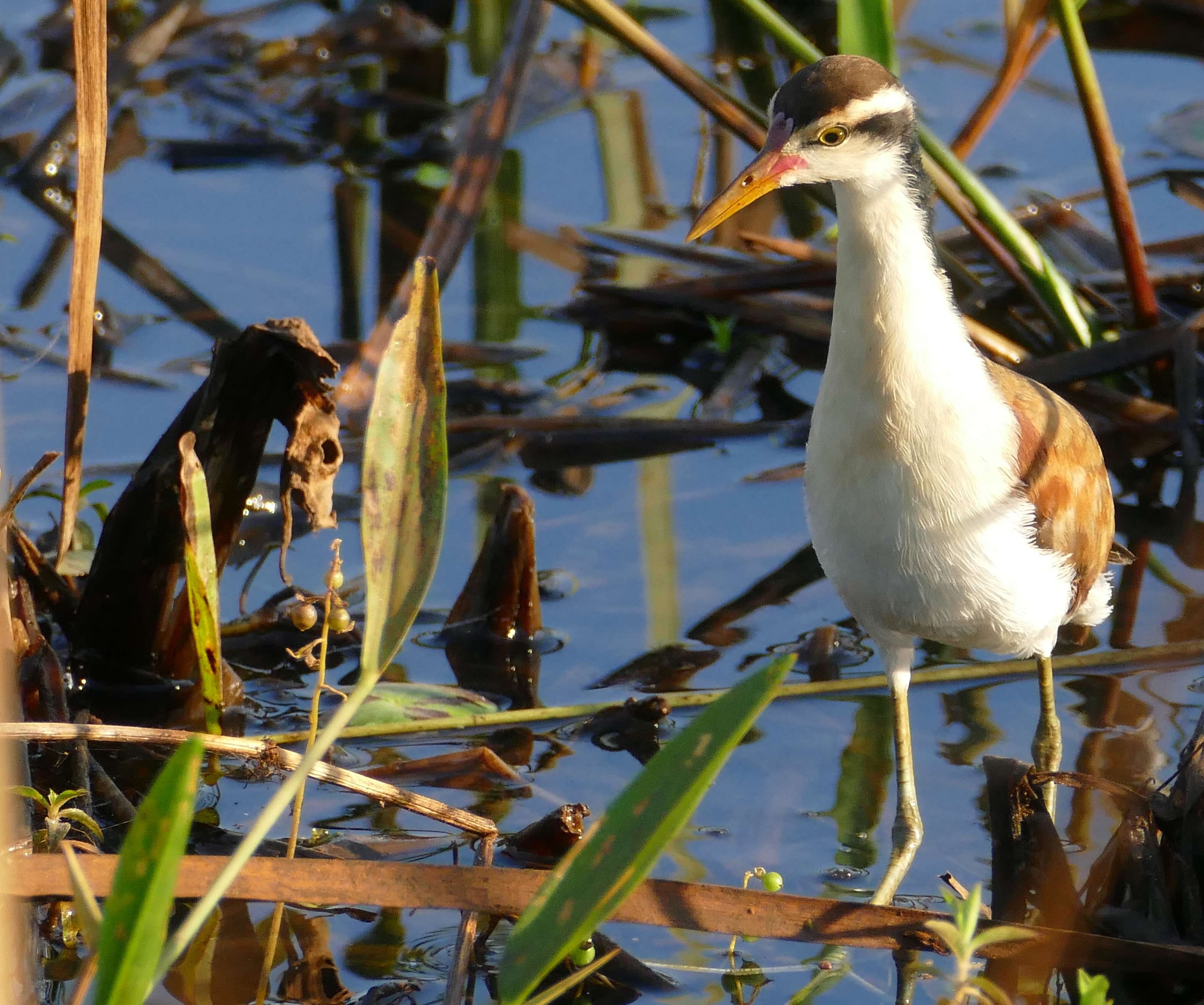 Image of Wattled Jacana