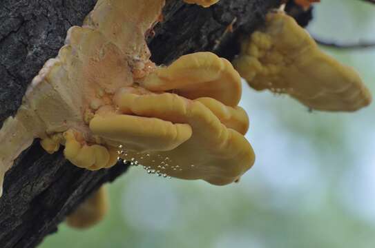 Image of Bracket Fungus