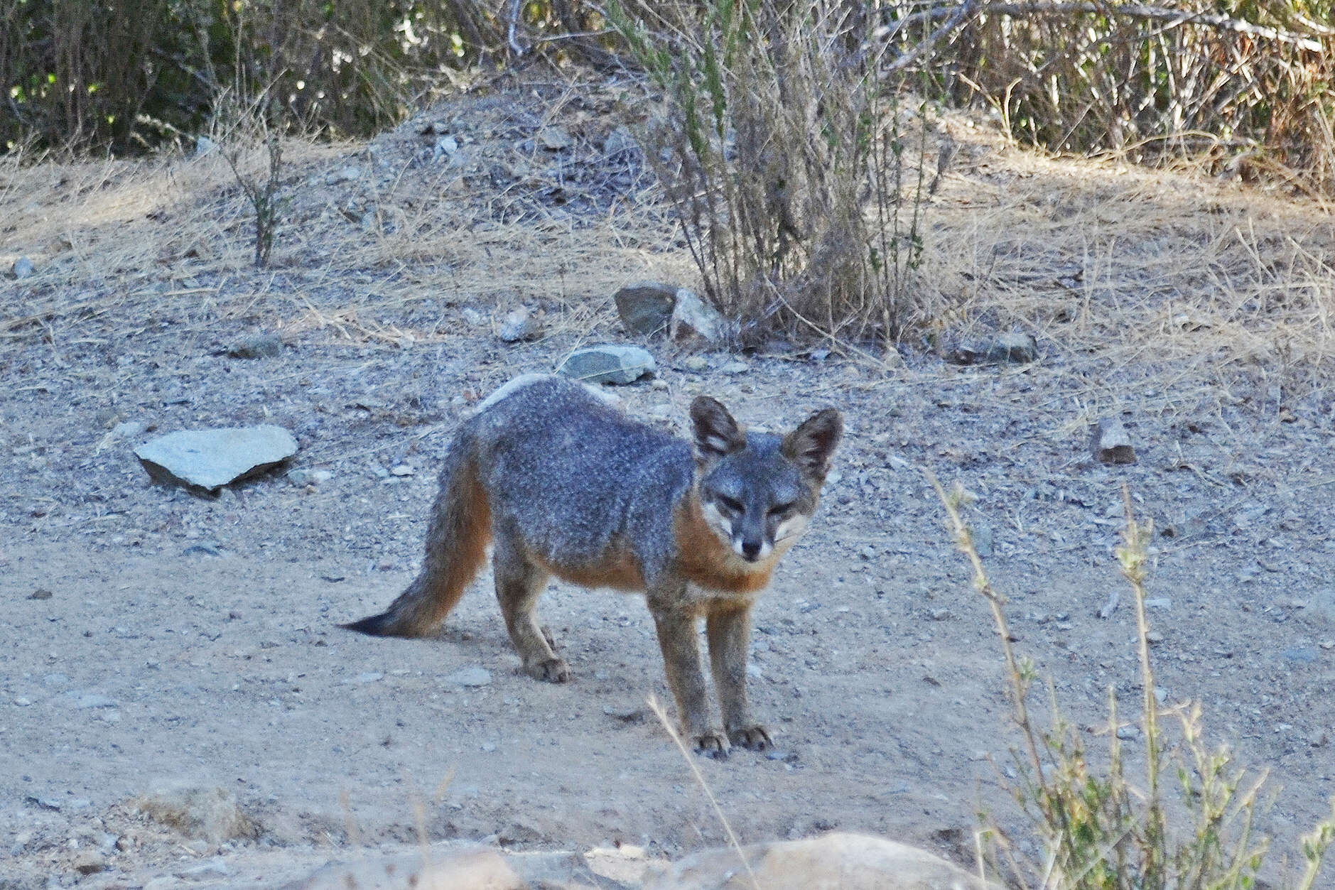 Image of California Channel Island Fox