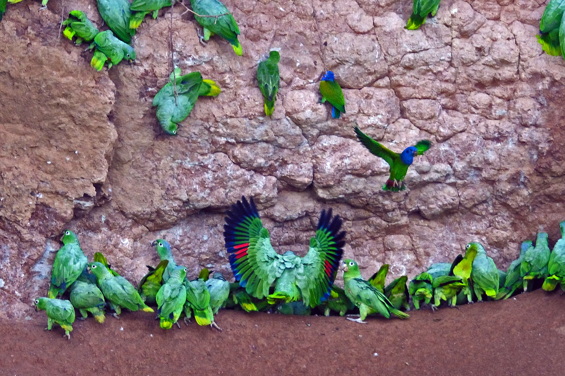 Image of Blue-headed Parrot