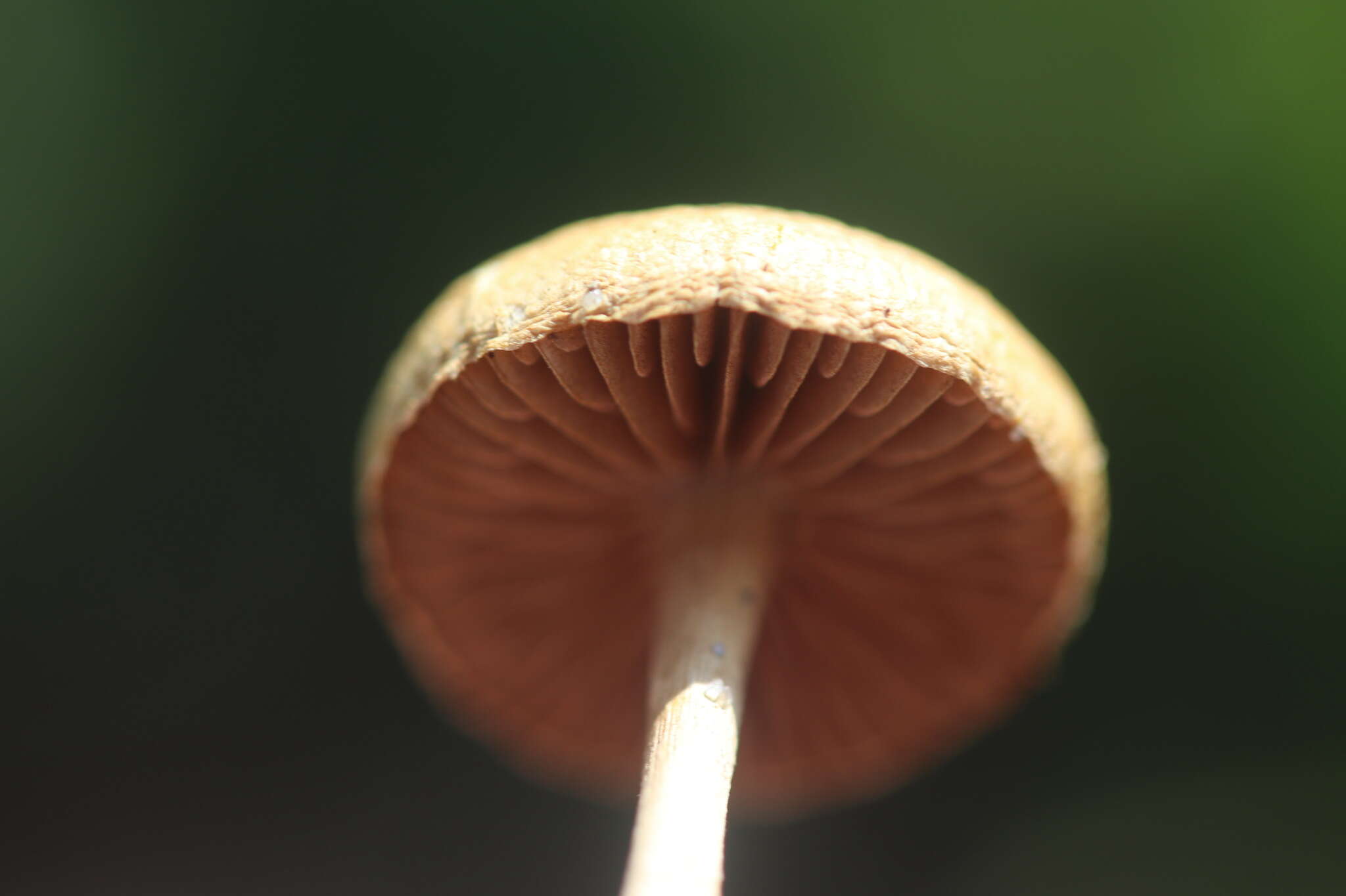 Image of common agrocybe