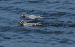 Image of Arctic Tern