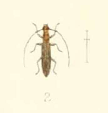 Image of Syllitus adonarensis Jordan 1894