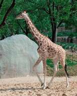 Image of Kordofan giraffe