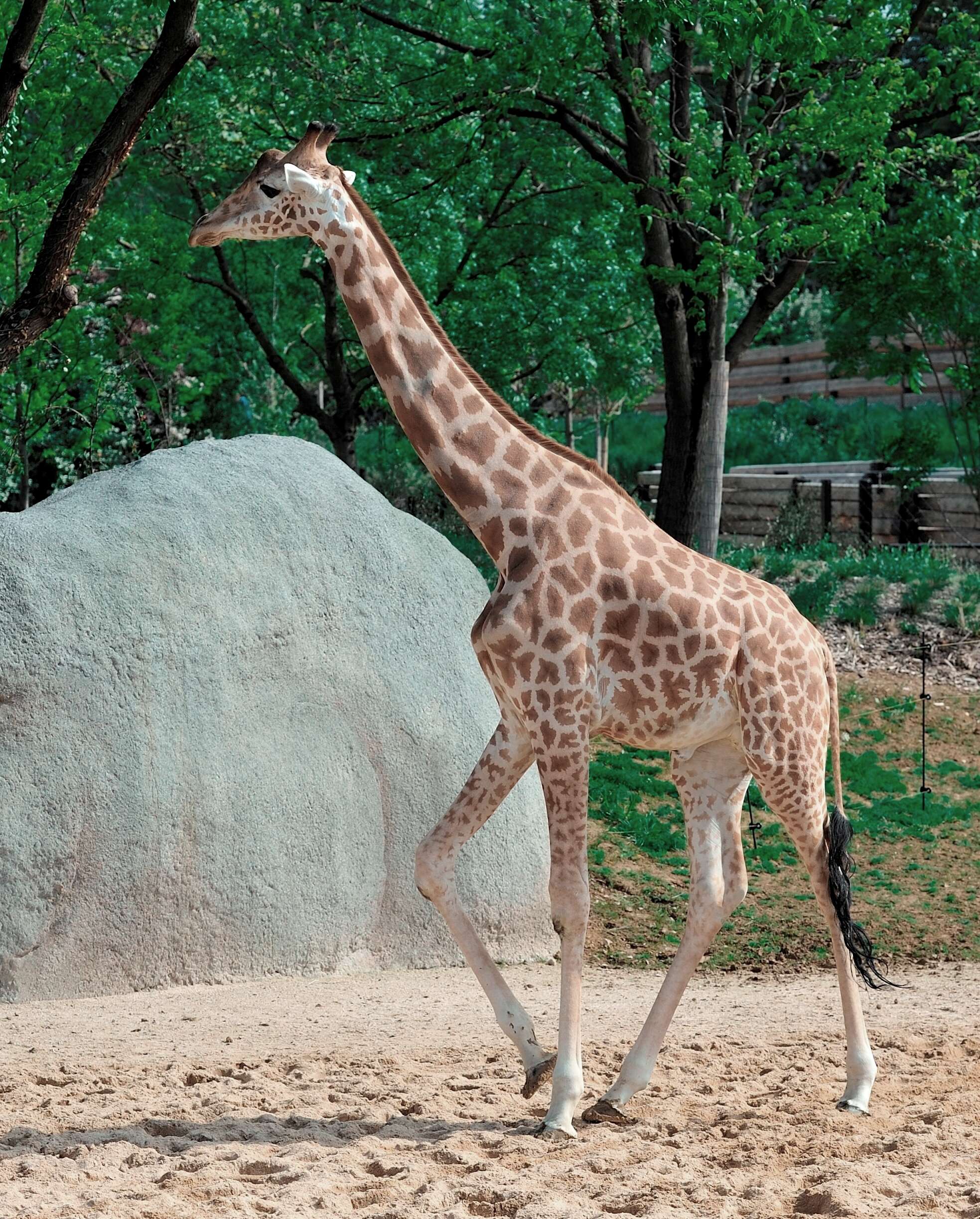 Image of Kordofan giraffe