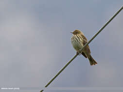 Image of Tree Pipit