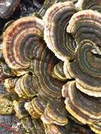 Image of Turkey Tail