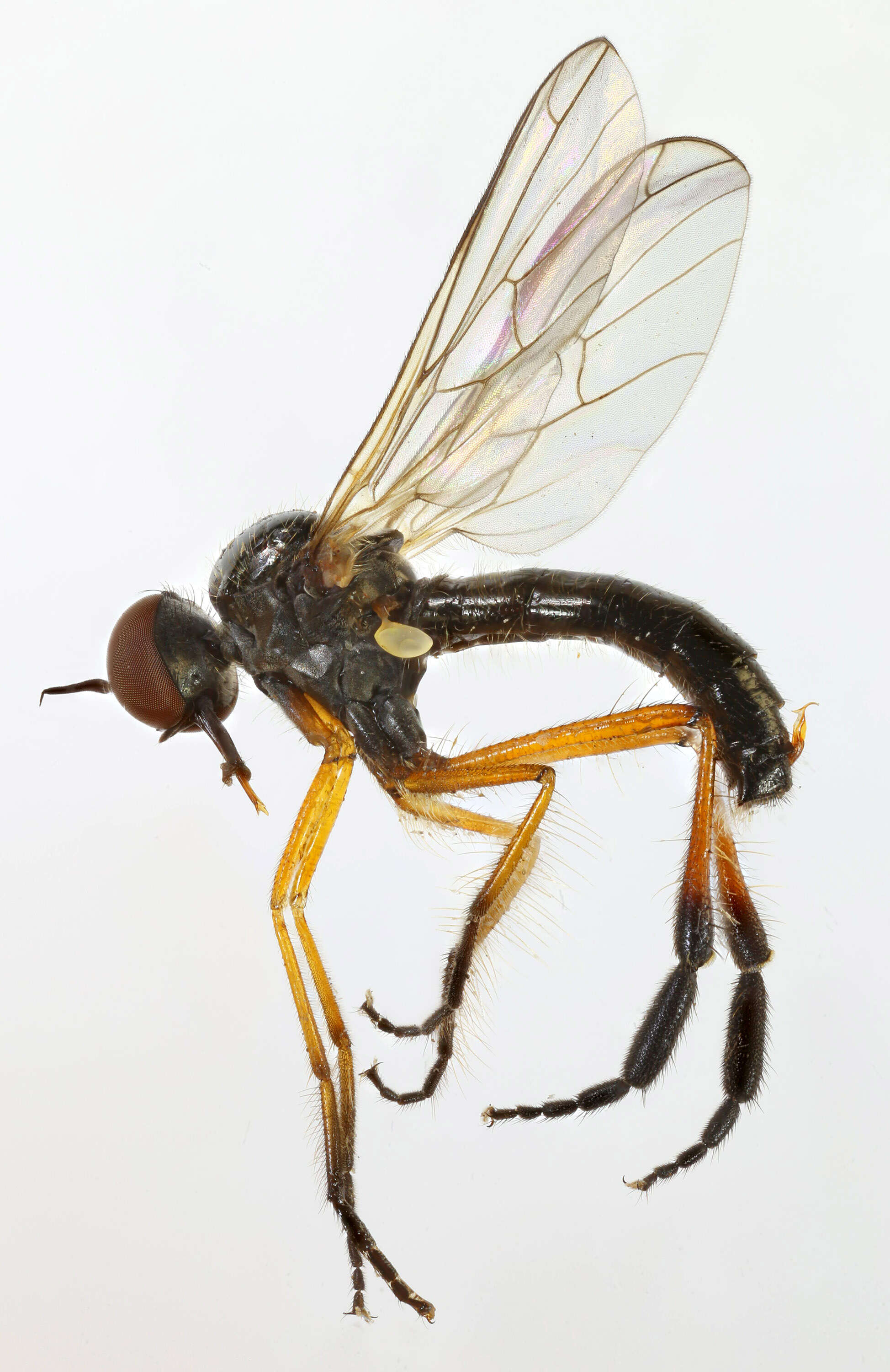 Image of Empis nigritarsis Meigen 1804