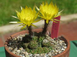 Image of Echinopsis arachnacantha (Buining & F. Ritter) H. Friedrich