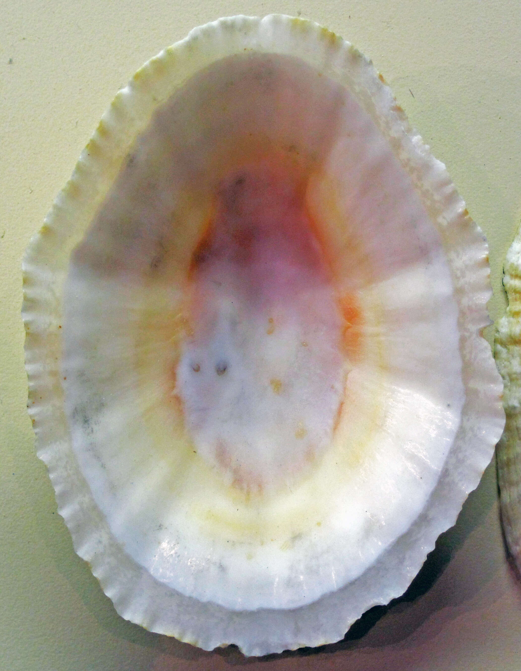 Image of giant Mexican limpet