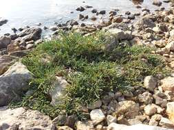 Image of Perennial Glasswort