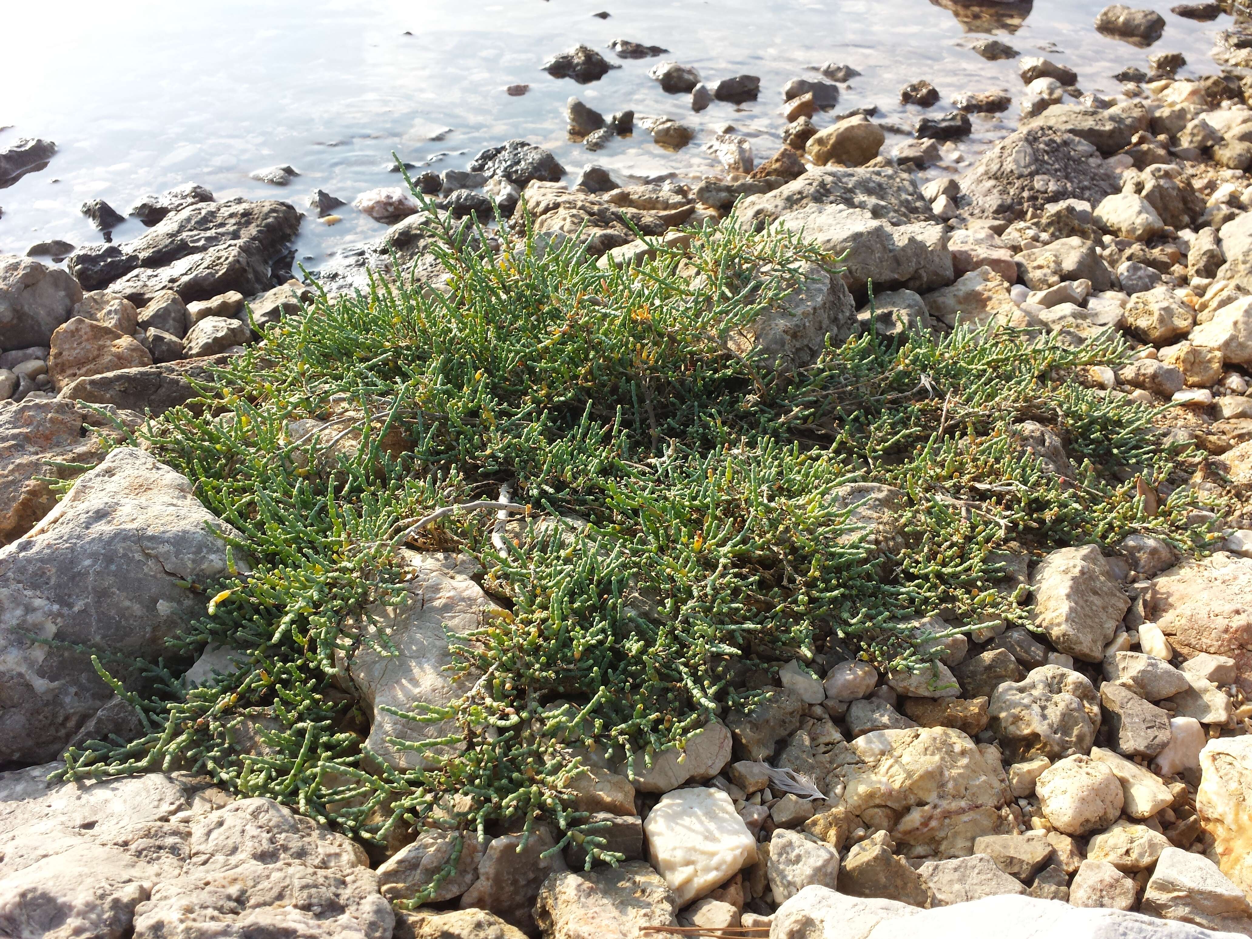 Image of Perennial Glasswort