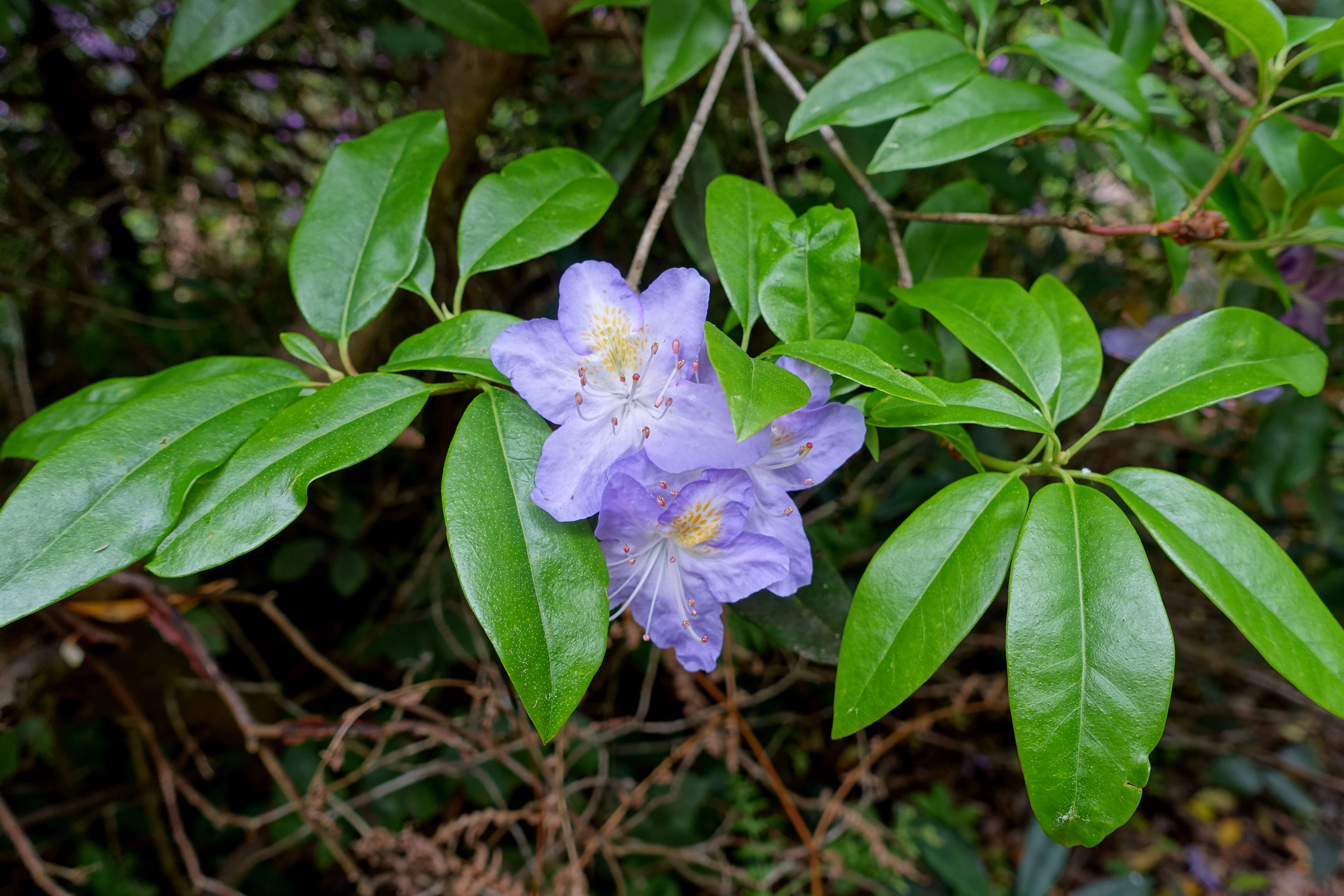 صورة Rhododendron augustinii Hemsl.