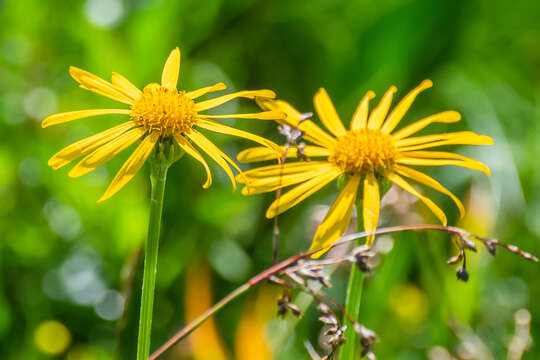 Image of mountain arnica