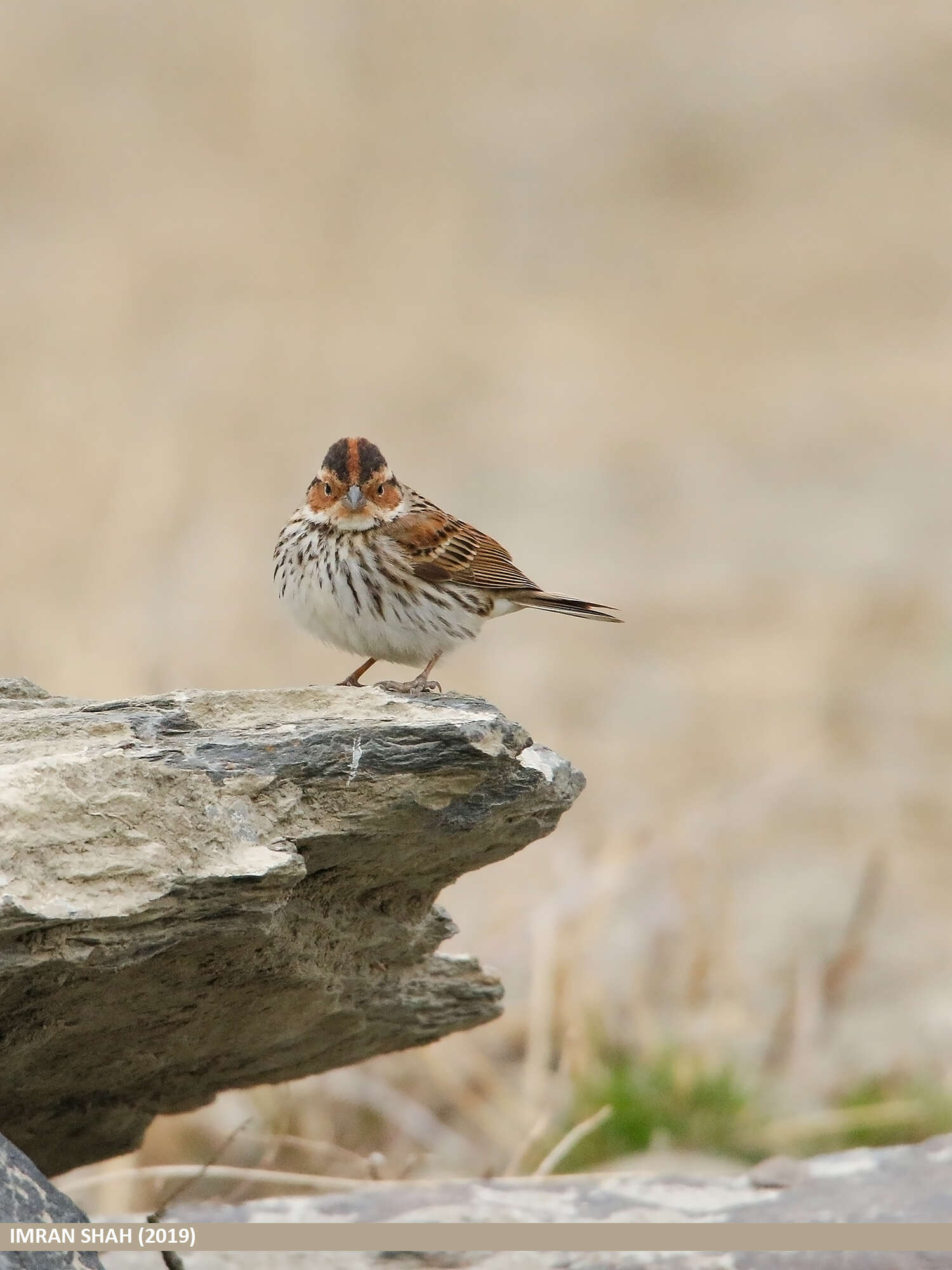 Image de Bruant nain