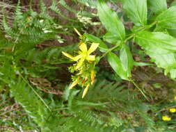 Image of Hypericum glandulosum Dryand. ex Ait.