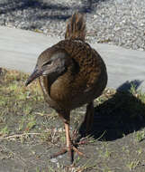 Image of Weka