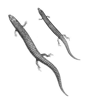 Image of Mochlus sundevallii (Smith 1849)