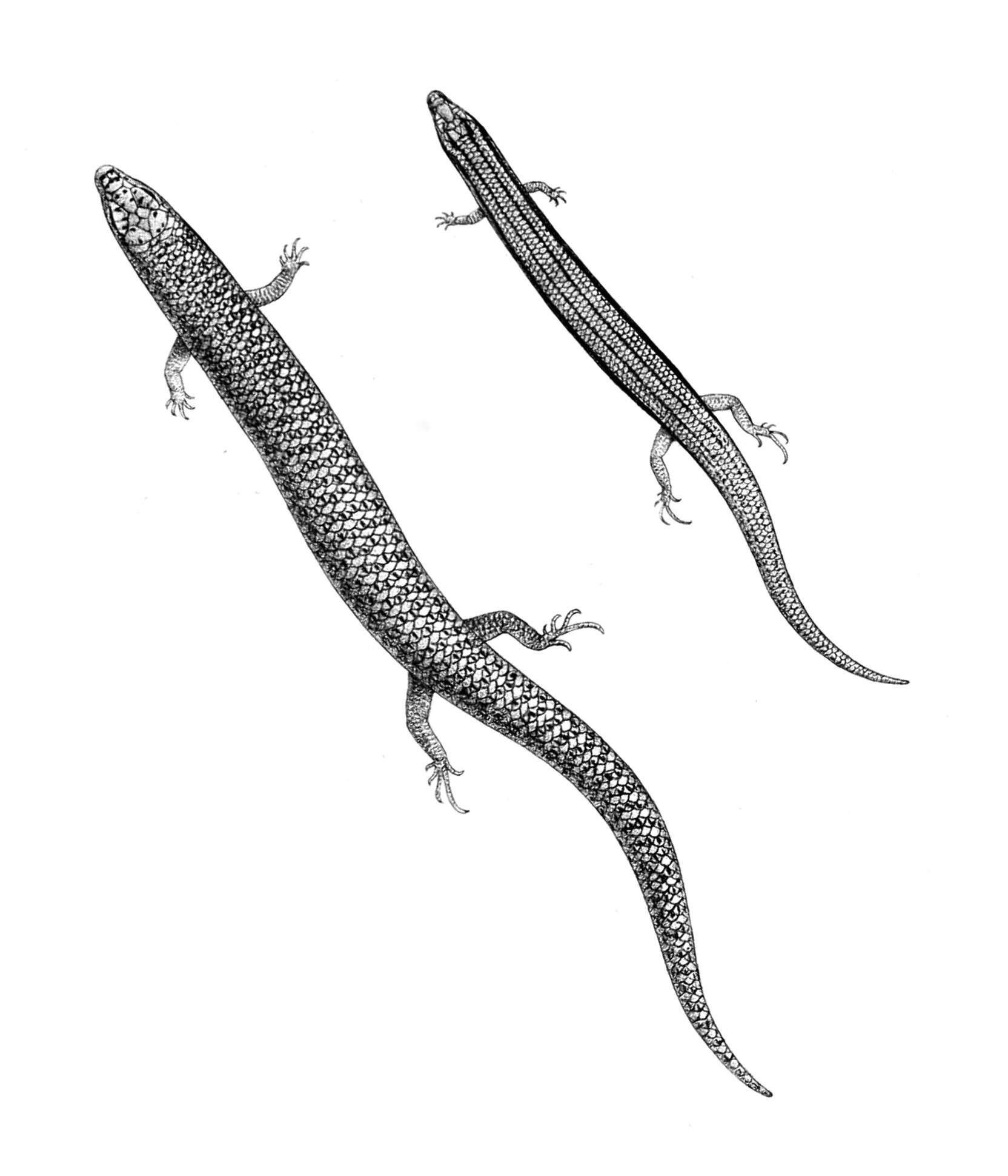 Image of Mochlus sundevallii (Smith 1849)