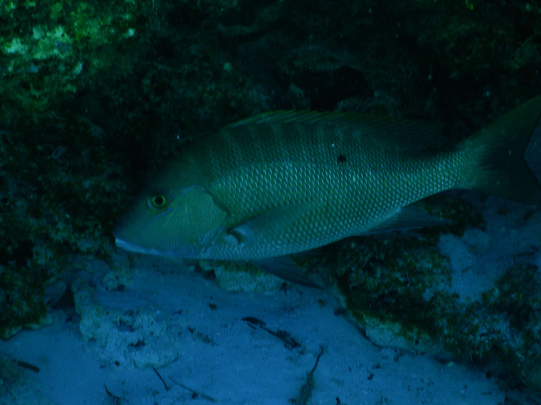 Image of Mutton Snapper