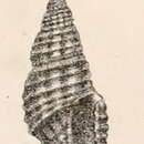 Image of Pseudodaphnella infrasulcata (Garrett 1873)