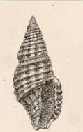 Image of Pseudodaphnella infrasulcata (Garrett 1873)