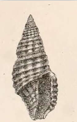 Image of Pseudodaphnella infrasulcata (Garrett 1873)