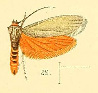 Слика од Gymnogramma