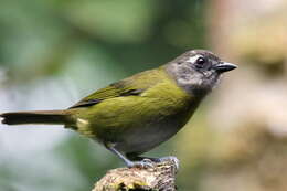 Image of Common Bush Tanager