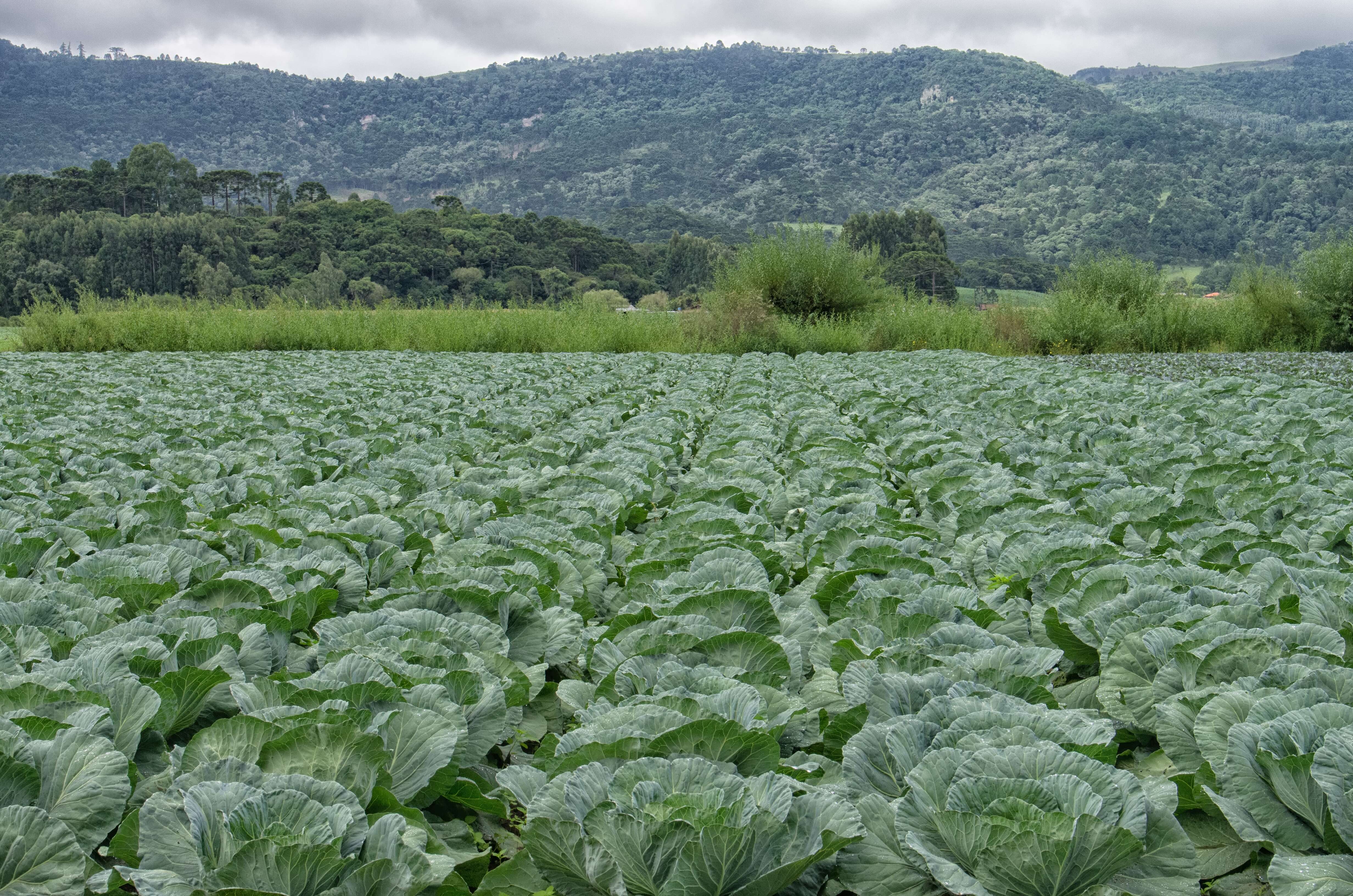 Image of cabbage