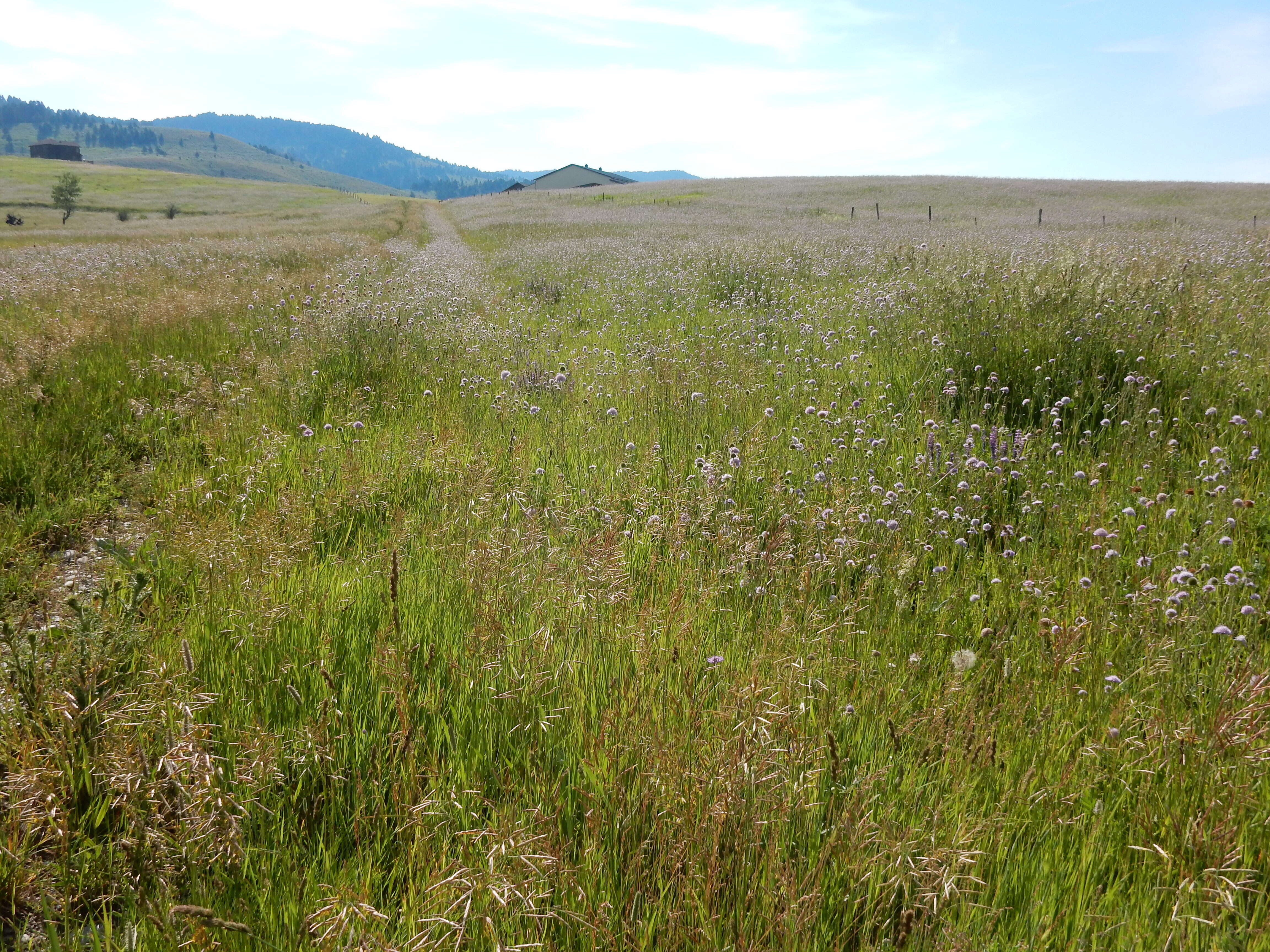 Слика од Knautia arvensis (L.) Coulter