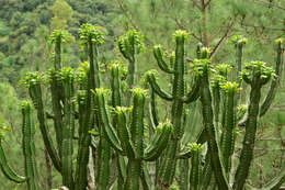 Image of Euphorbia royleana Boiss.