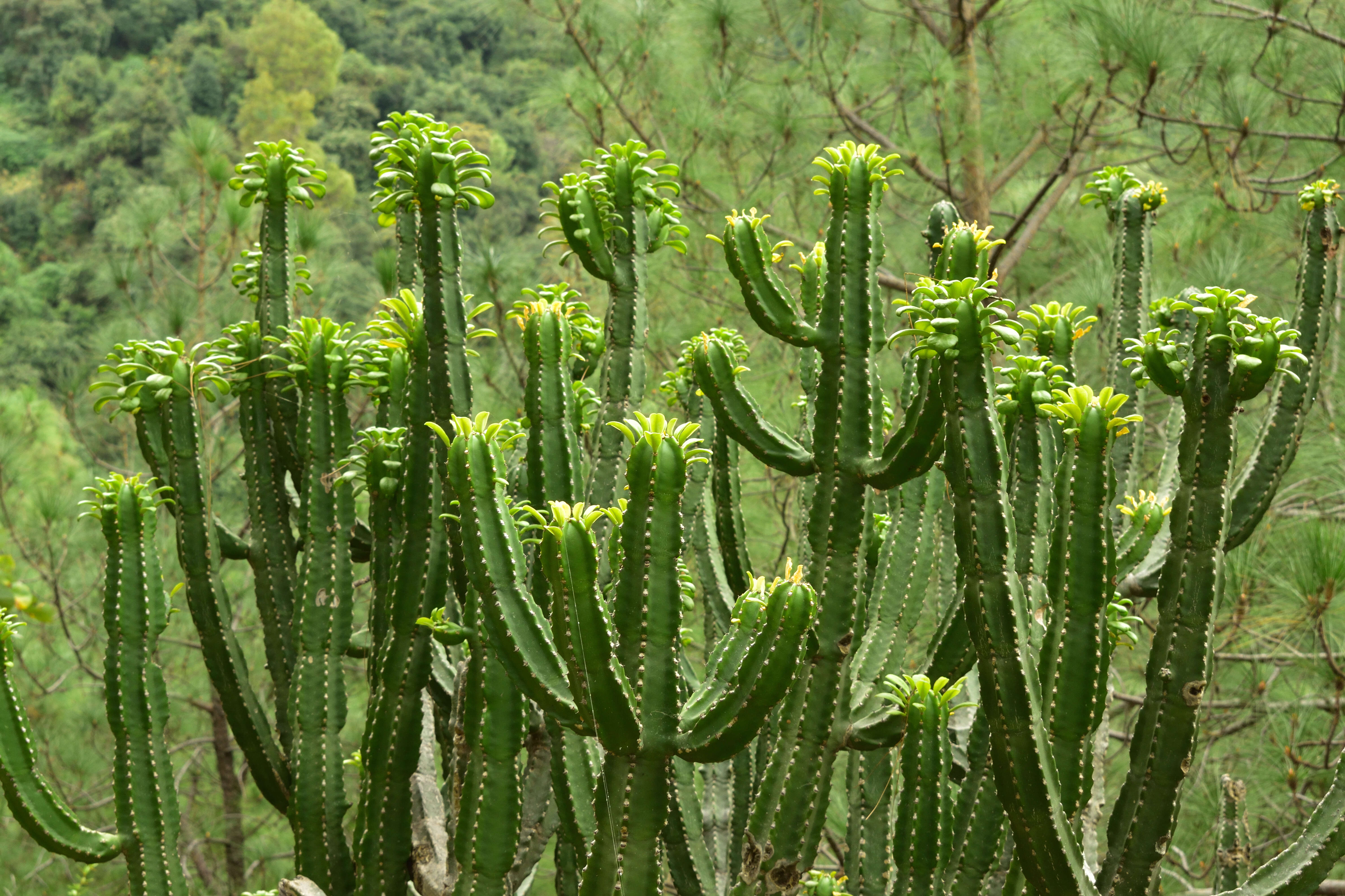 Image of Euphorbia royleana Boiss.