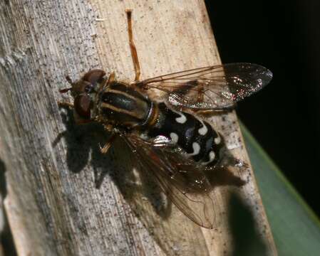 Image of Anasimyia contracta