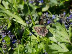 Image of Mallow Skipper